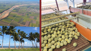 Rapisarda orange candy melon, Burdekin - A WHEEL to TRACK Conversion... the benefits!